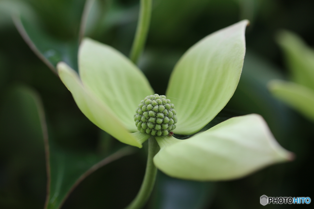 街の花
