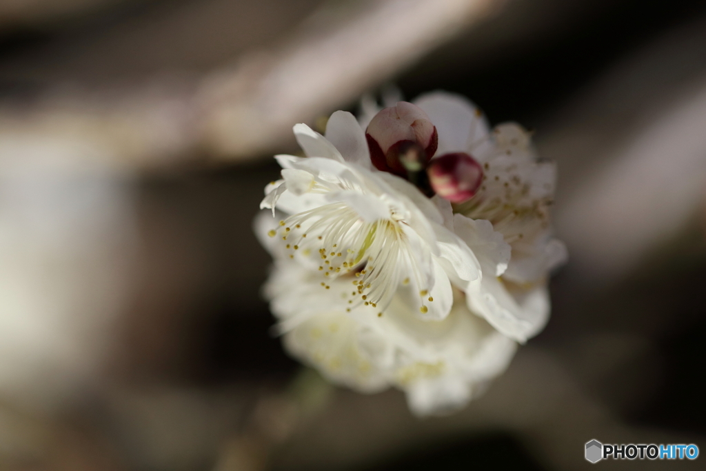 郷土の森