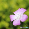 街の花