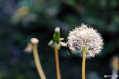 街の花