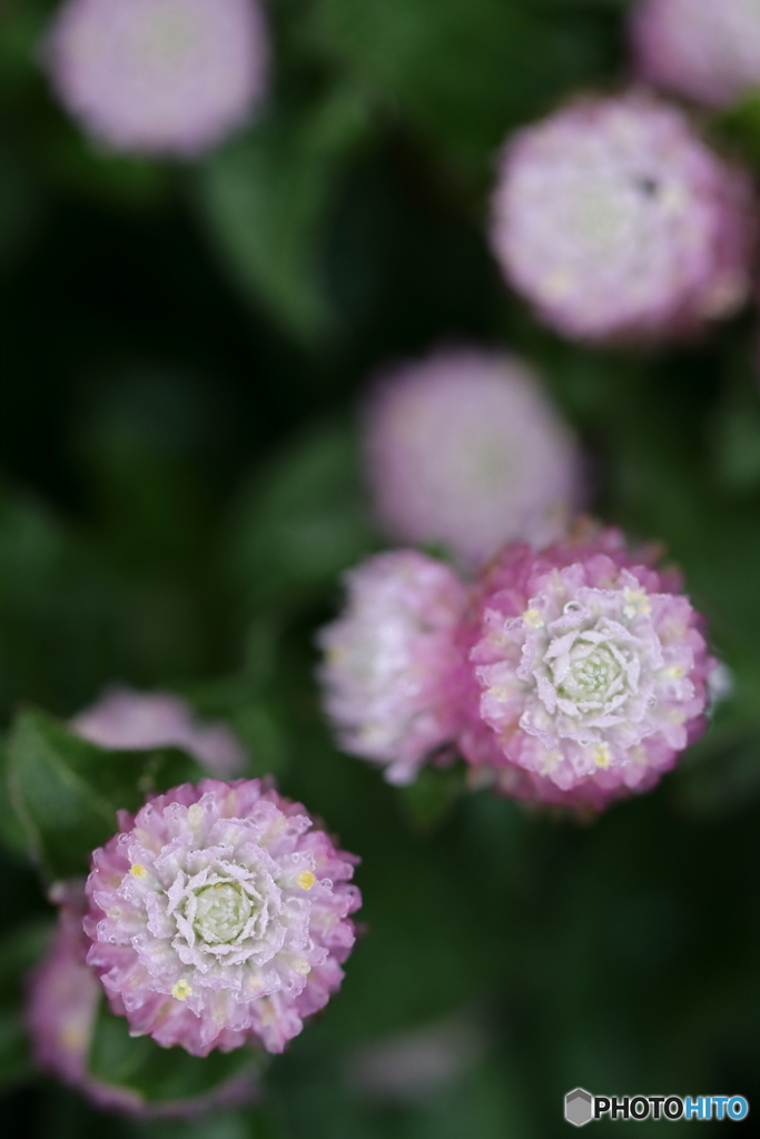 街の花