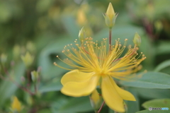 街の花