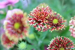 街の花