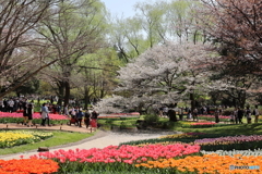 園の花