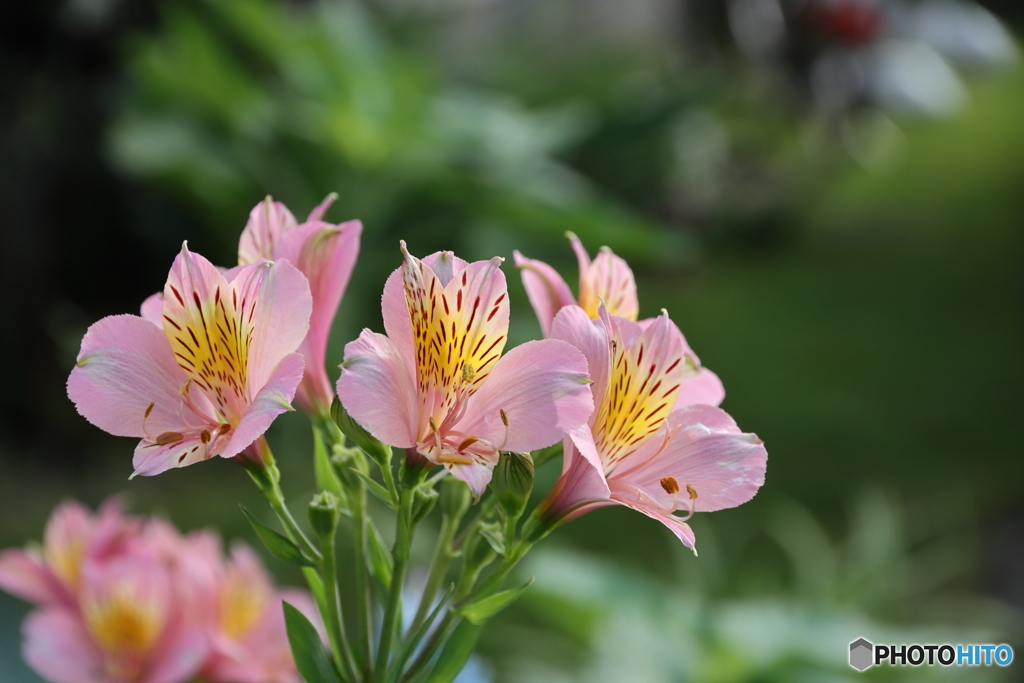 街の花
