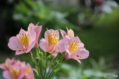 街の花