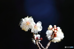 郷土の森