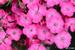 街の花