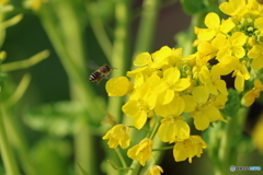 街の花