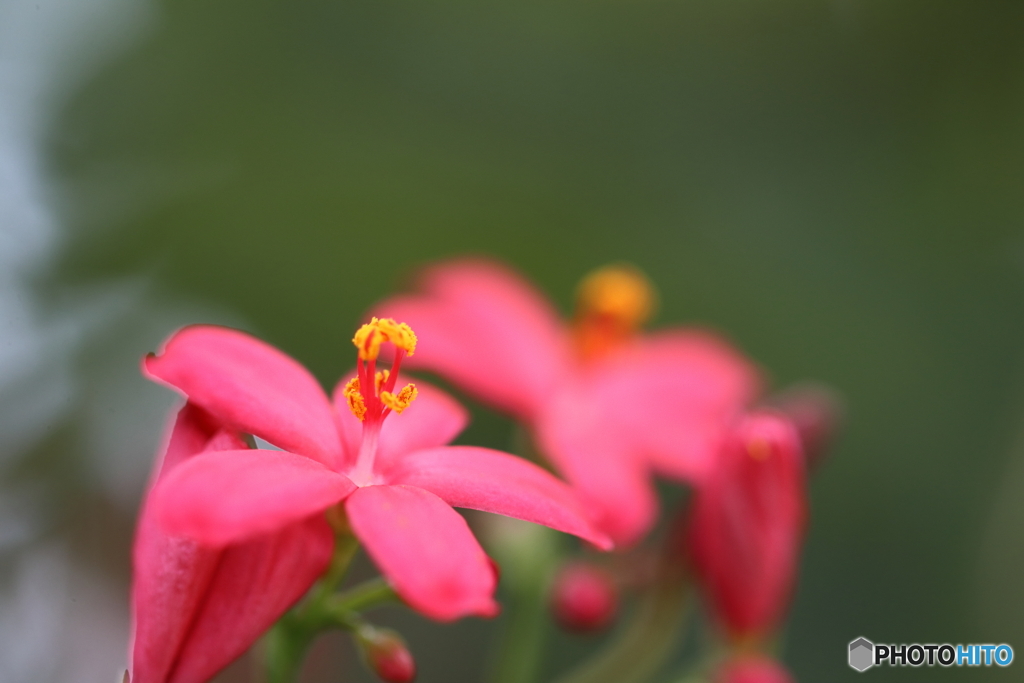 園の花