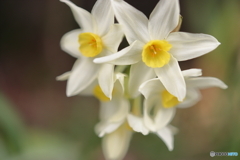 街の花