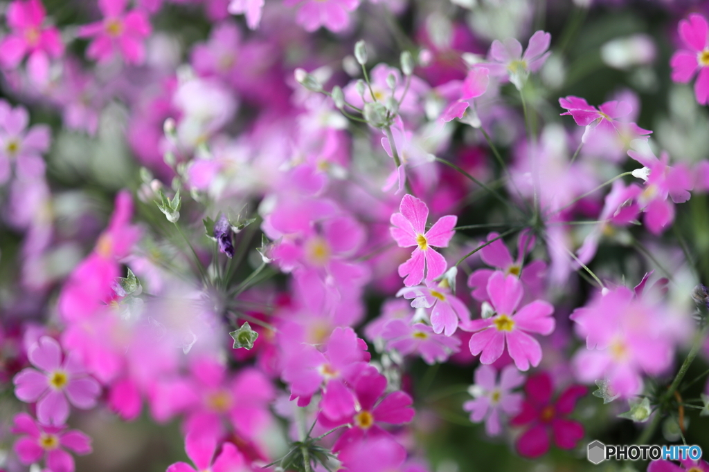 街の花