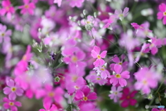 街の花