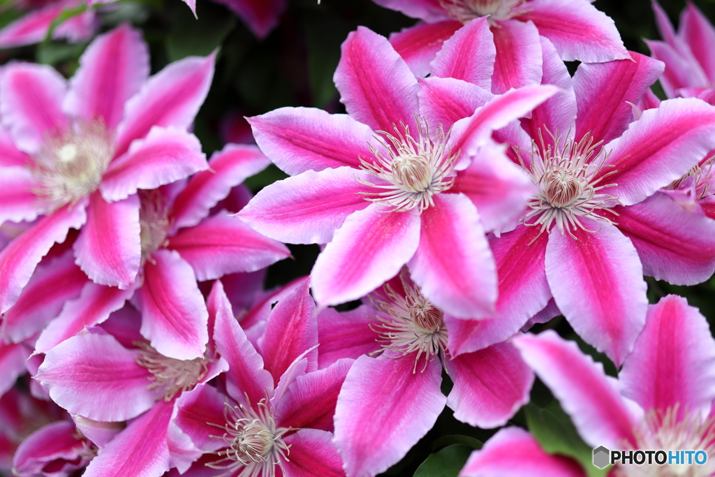 街の花