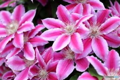 街の花
