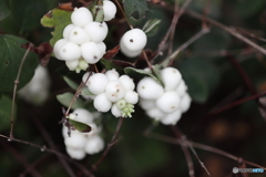街の花