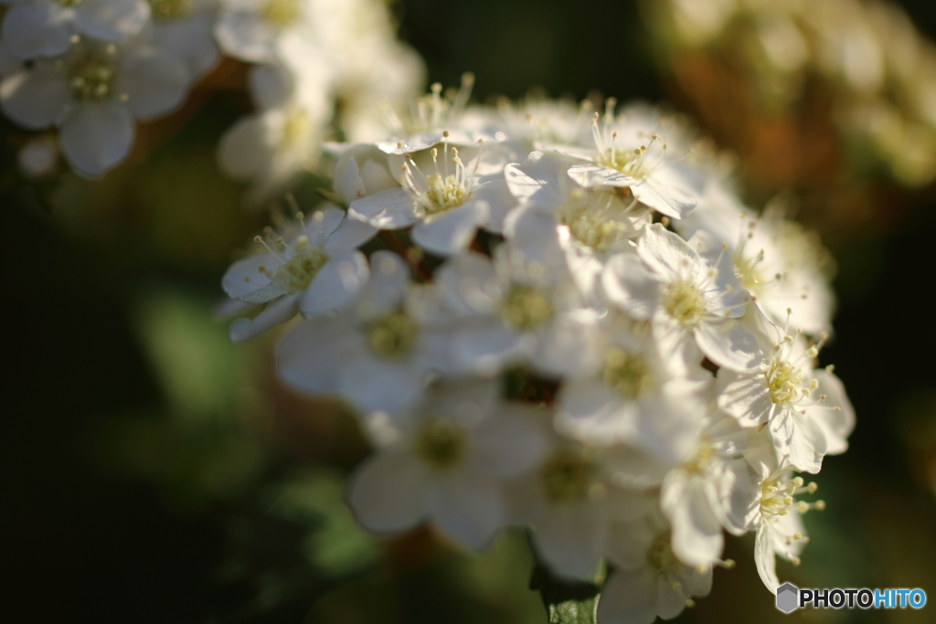 街の花