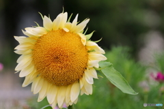街の花