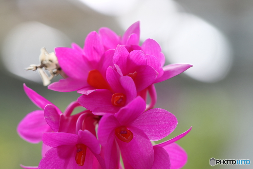 園の花