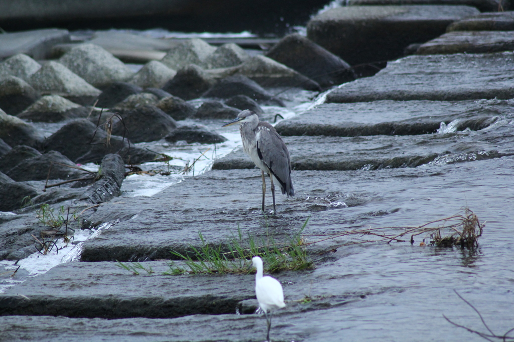 多摩川の野鳥