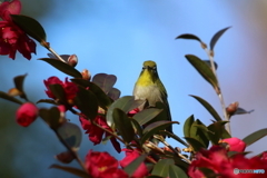 野鳥