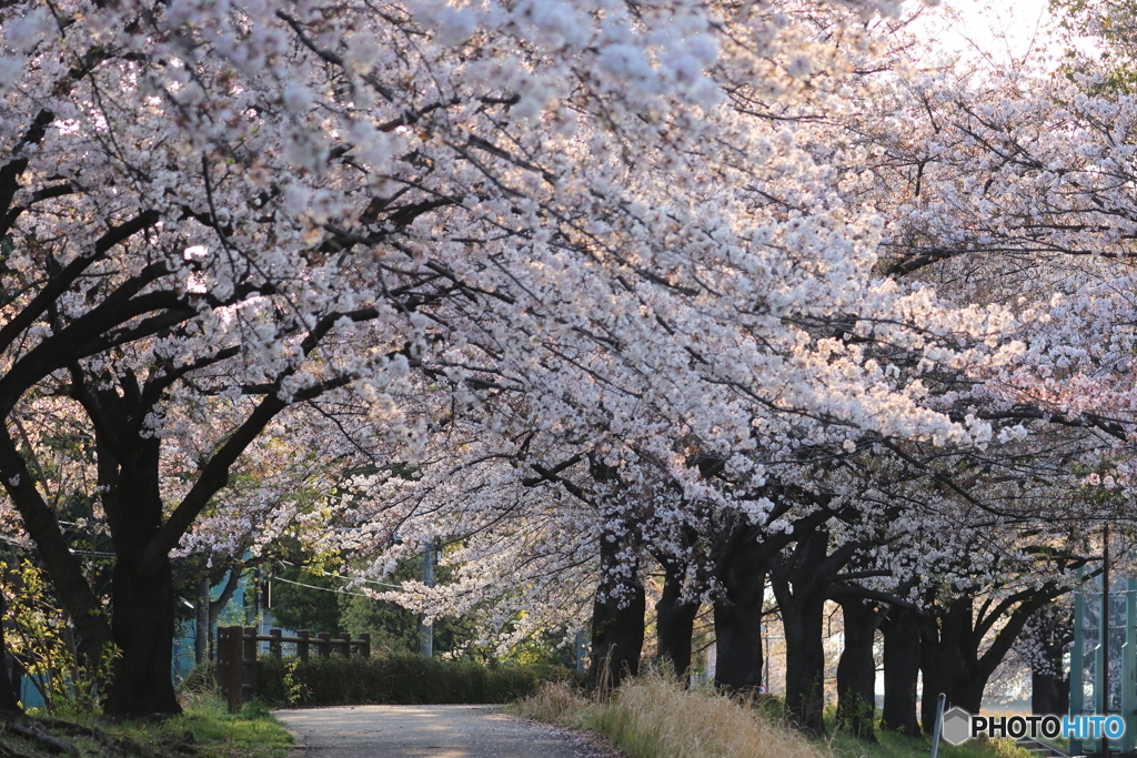 朝の多摩川
