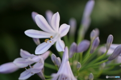 街の花