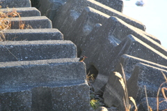 朝の多摩川