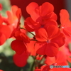 街の花