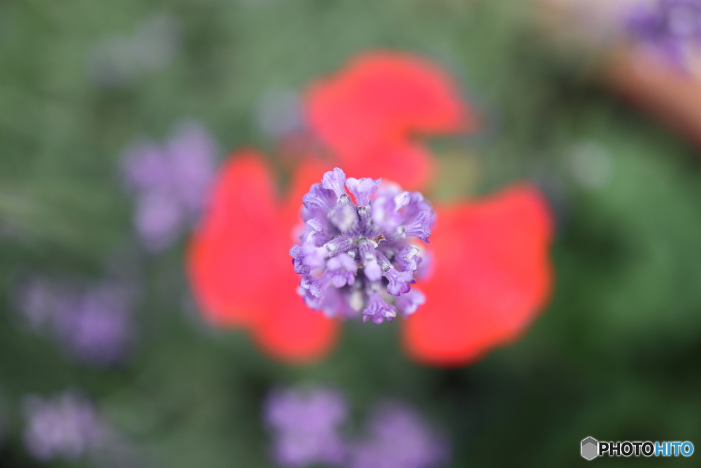 街の花
