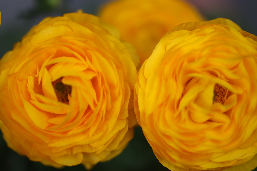 街の花