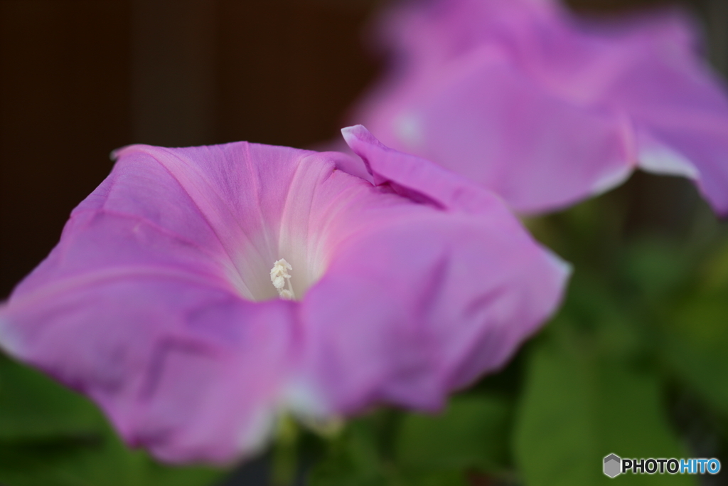 街の花