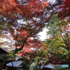 紅葉
