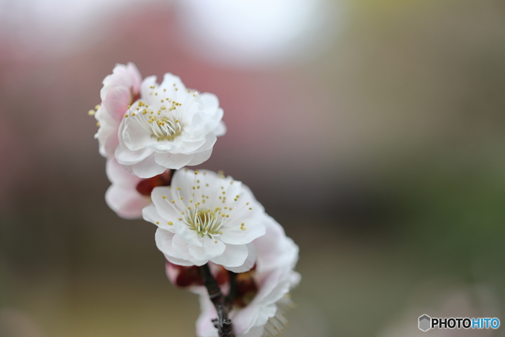 園の花