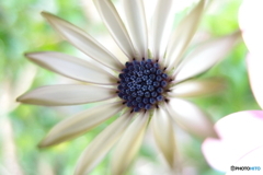 街の花