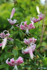 街の花