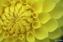 ダリア３