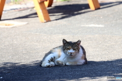 それぞれの猫