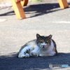 それぞれの猫