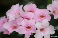 街の花