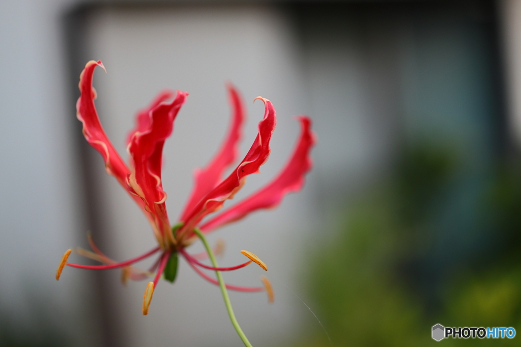 街の花