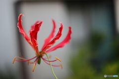 街の花