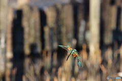 野鳥