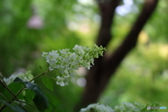 街の花