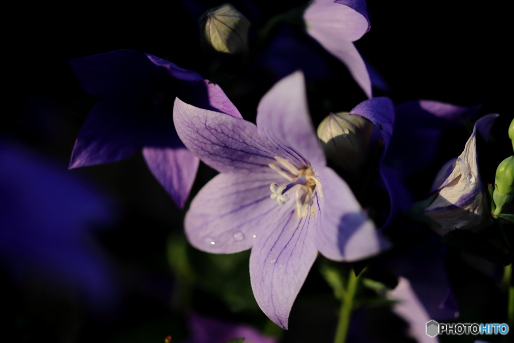 街の花