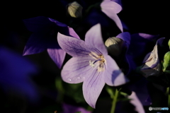 街の花