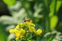 菜の花畑