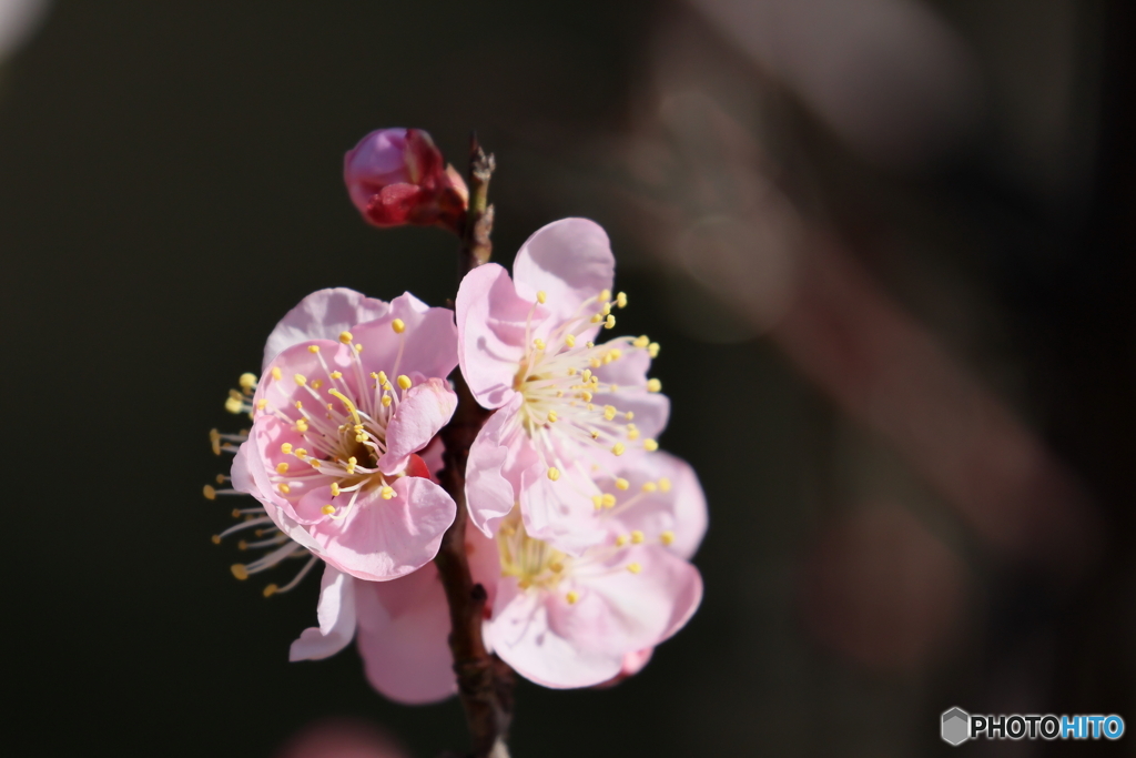 園の花