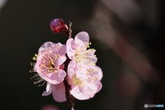 園の花