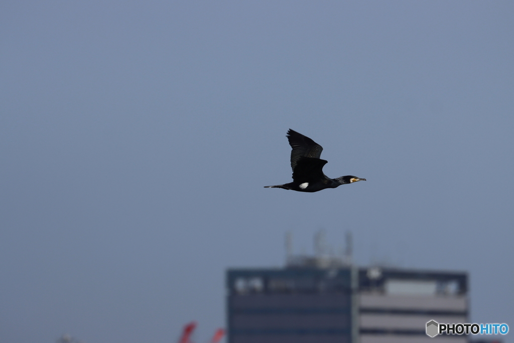 HANEDA